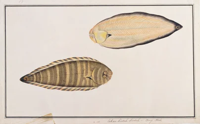 Zebra talp, a Drawings of Fishes from Malacca, 1805-1818 körül (wc papíron)